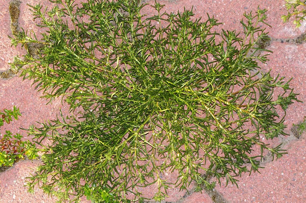 Spergularia bocconei ?